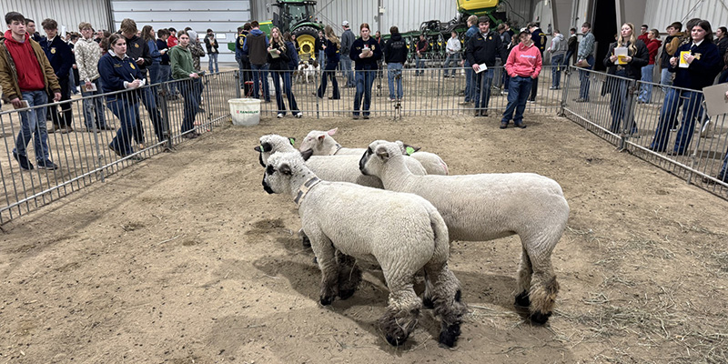 Judging Sheep