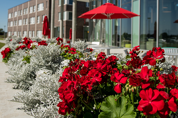 Red flowers outside a building with patio umbrellas and windows.
