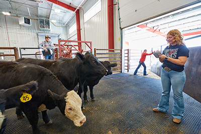Cattle in an indoor handling facility as workers monitor and record data.
