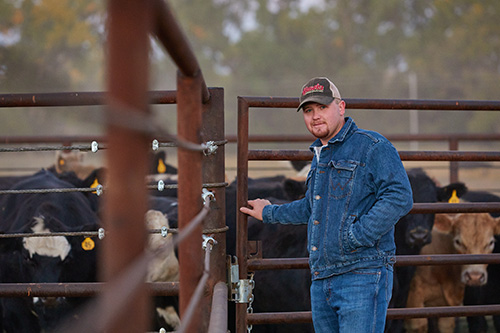 A rancher stands by a cattle gate, looking out over a herd of cows in a misty pasture.